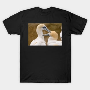 Gannet Pair 1 T-Shirt